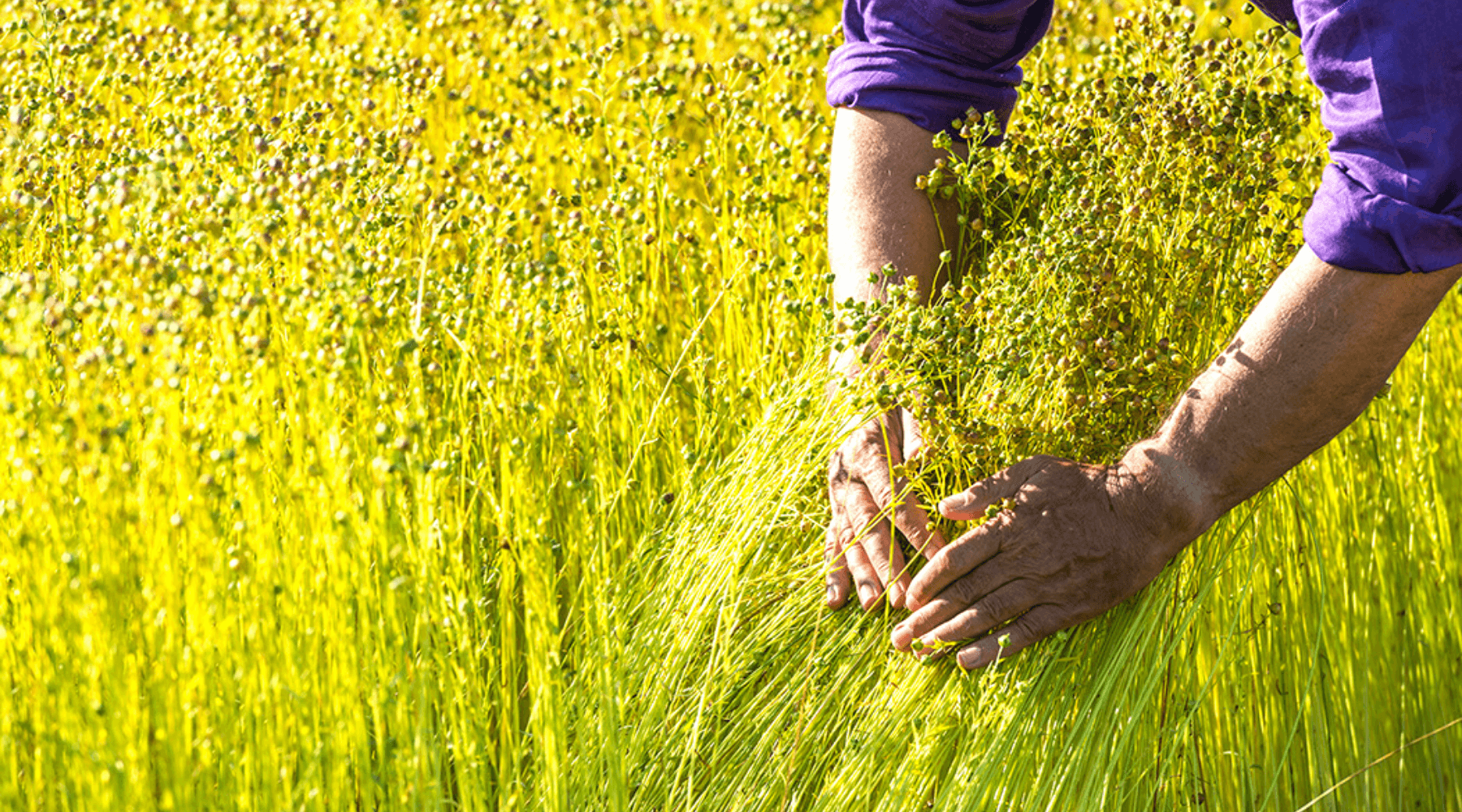 Hands combing through organic european flax linen growing in the field